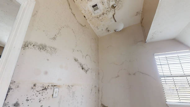 Best Water Damage & Mold Remediation  in La Porte, TX